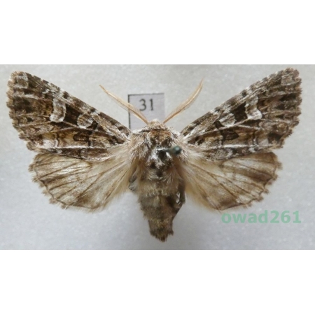 Pachetra sagittigera (Hufnagel, 1766) Czech31